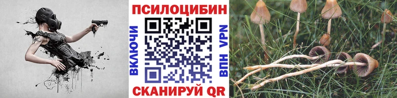 Купить  Ахтырский  Псилоцибиновые грибы Psilocybine cubensis 